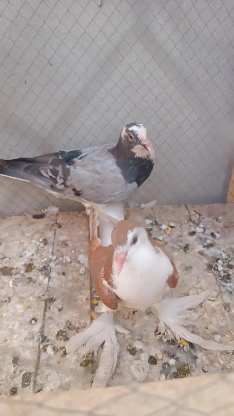 Some Peigons For sell Contact # 03036545180 — photo 7