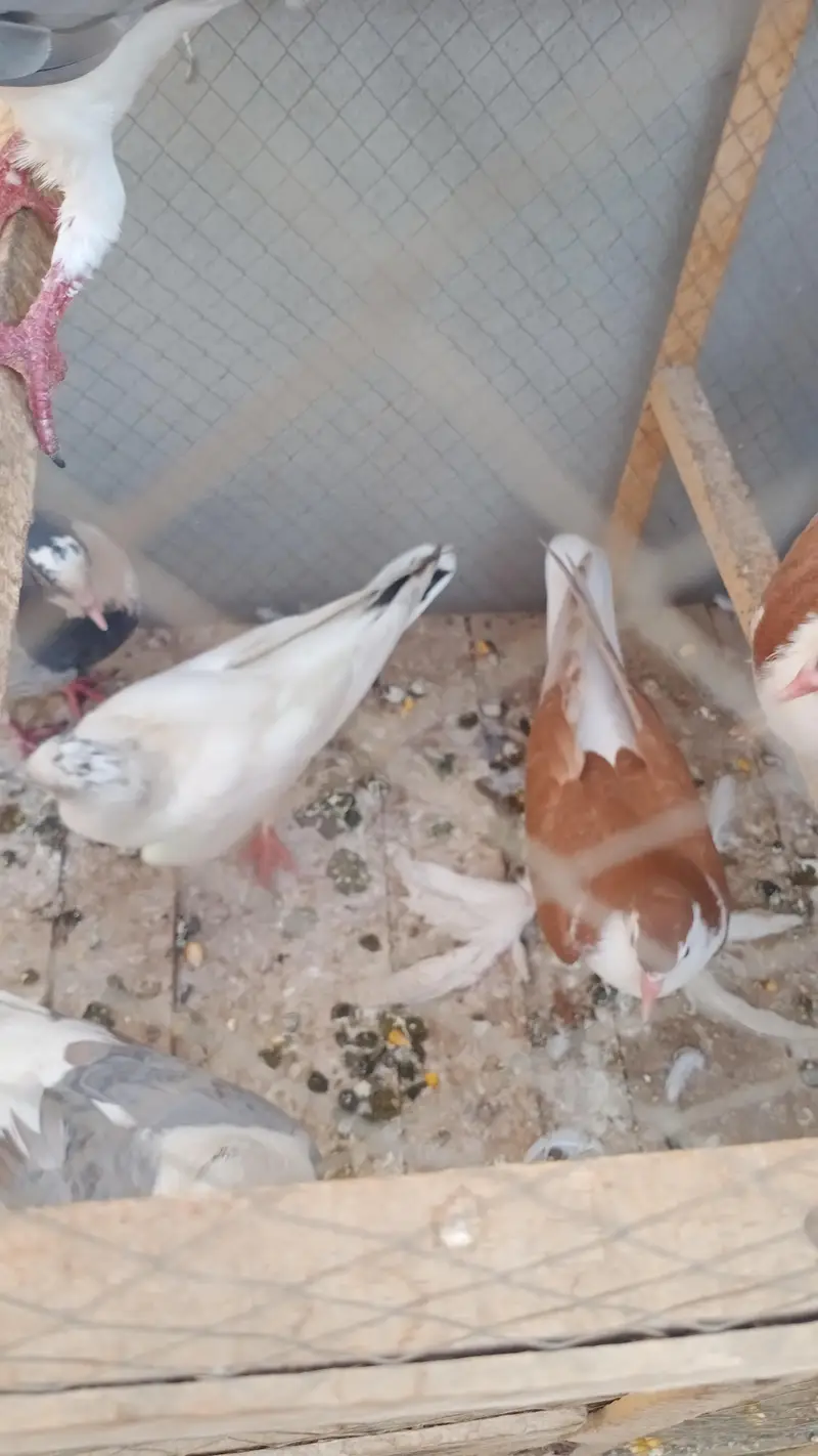 Some Peigons For sell Contact # 03036545180 — photo 8