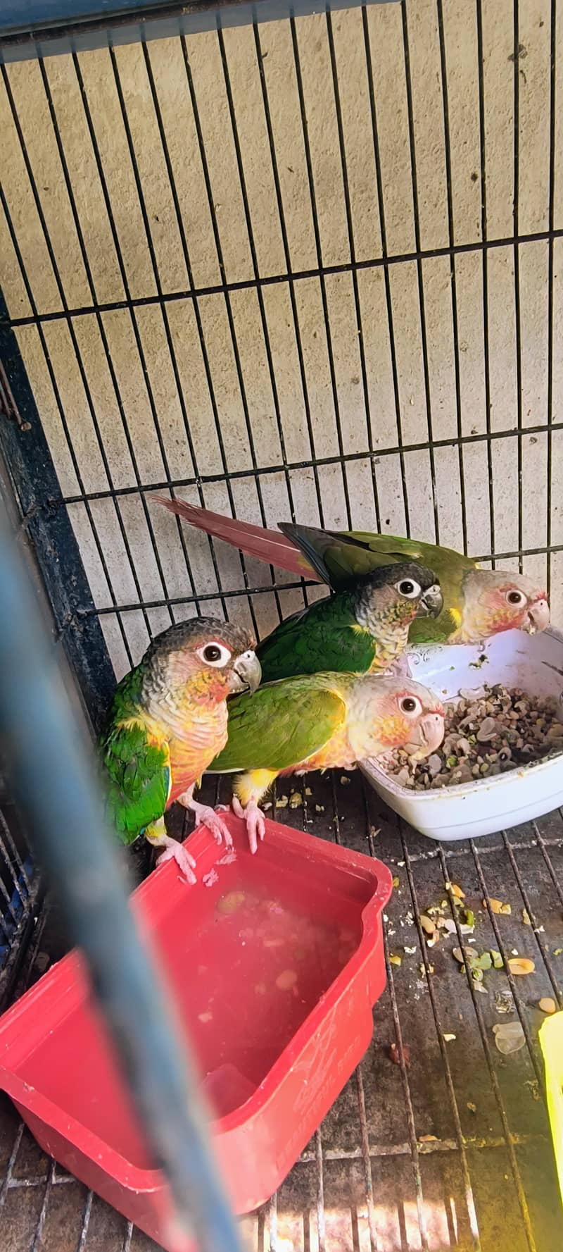 conure 0