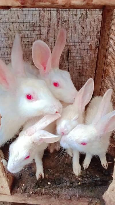 Rabbits