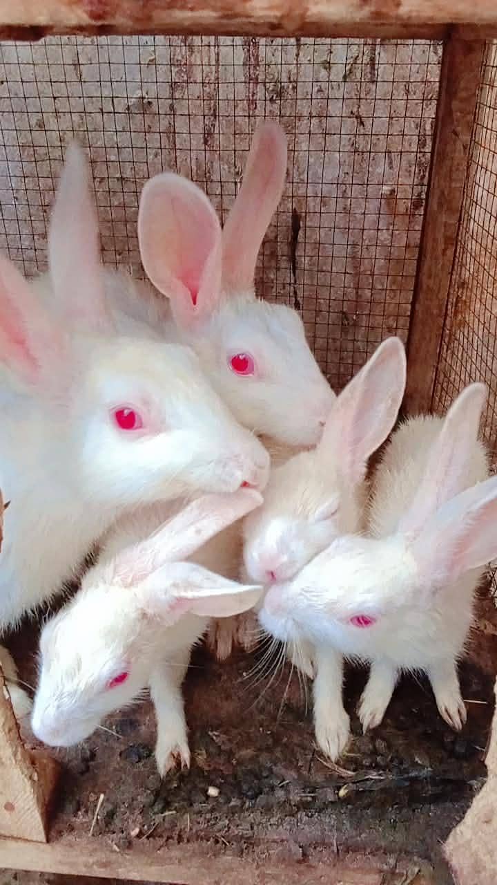Rabbits 0