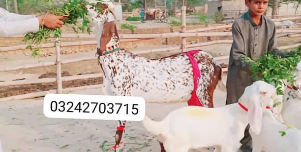 Makkah Chini Bakri For Sale 3 Bacchon Ka Sath/ O32427O37I5