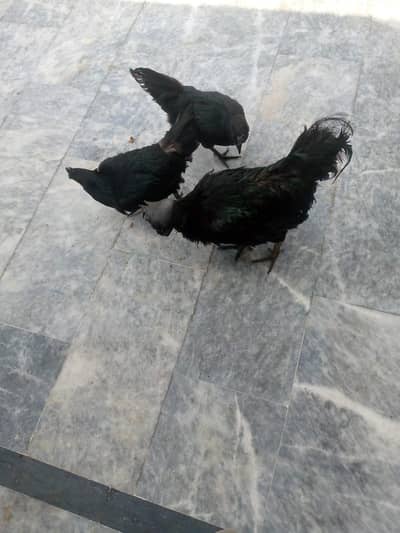 Ayam cemani 2 Breeding pair for sale