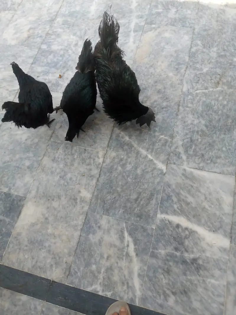 Ayam cemani 2 Breeding pair for sale — photo 2