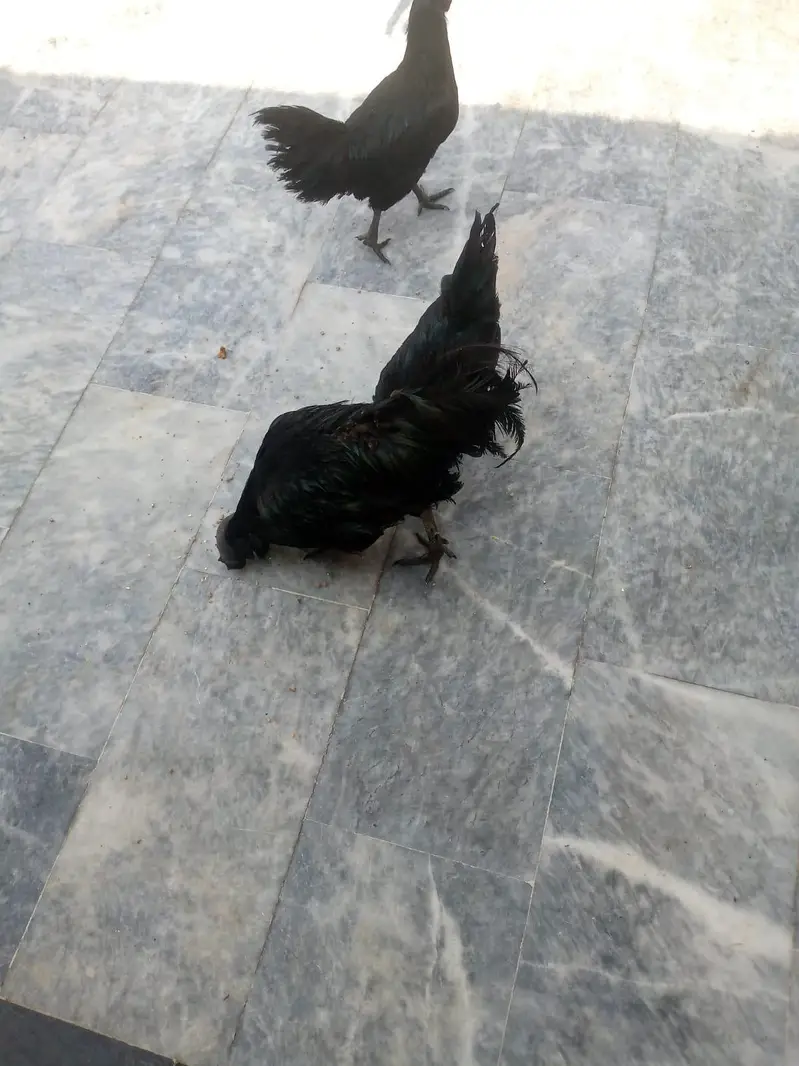 Ayam cemani 2 Breeding pair for sale — photo 3