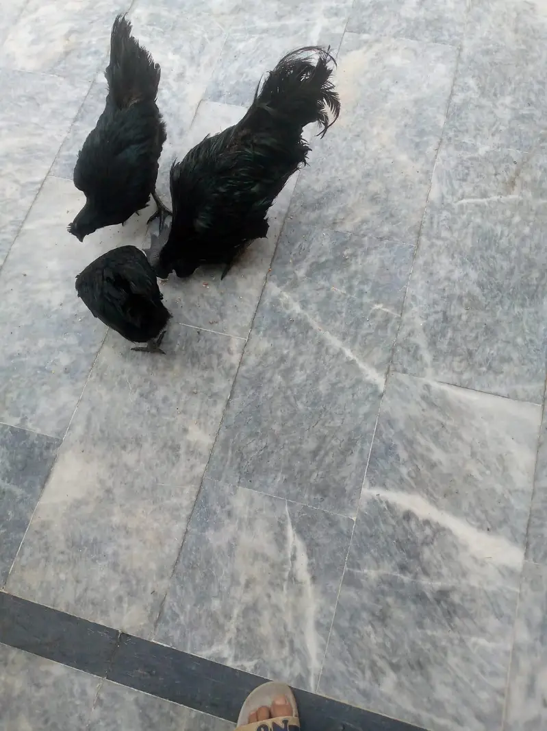 Ayam cemani 2 Breeding pair for sale — photo 4