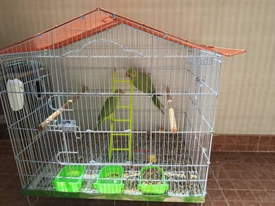 Green Indian Ringneck Parrots Pair with Cage For Sale !!!