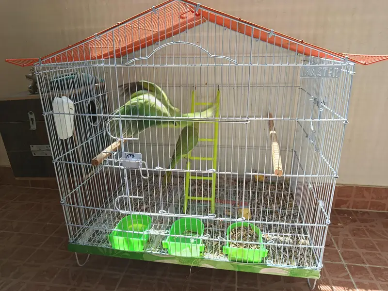 Green Indian Ringneck Parrots Pair with Cage For Sale !!! — photo 2