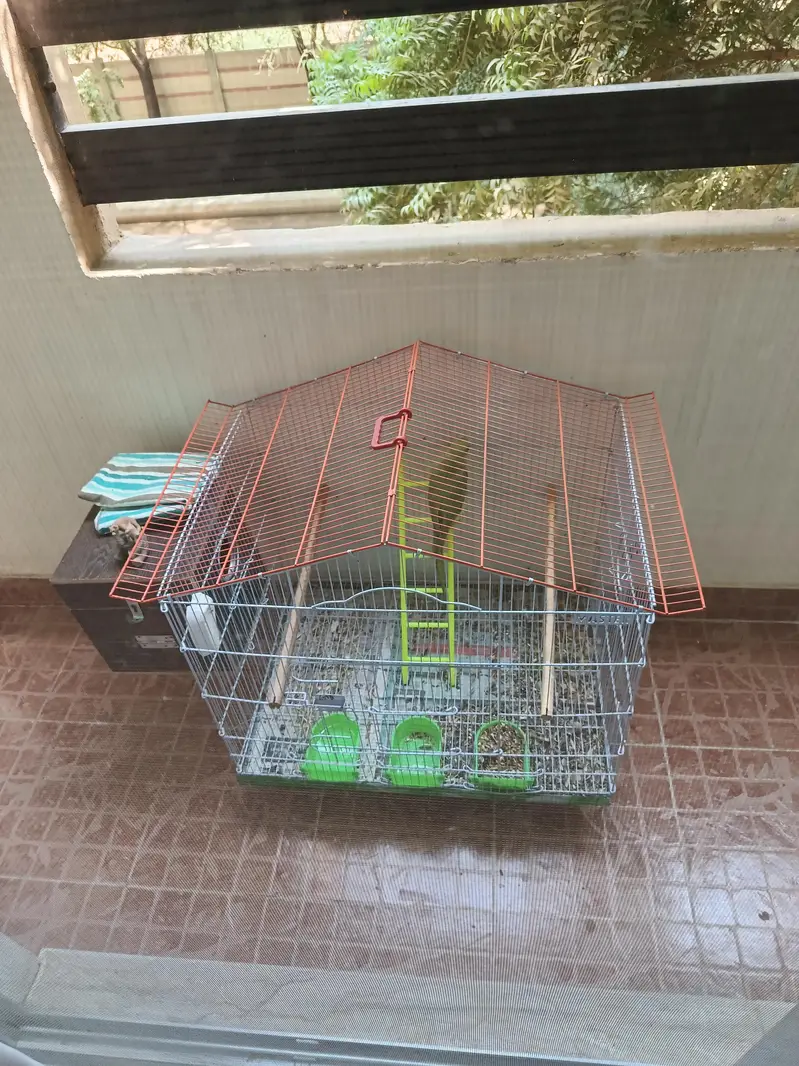 Green Indian Ringneck Parrots Pair with Cage For Sale !!! — photo 3