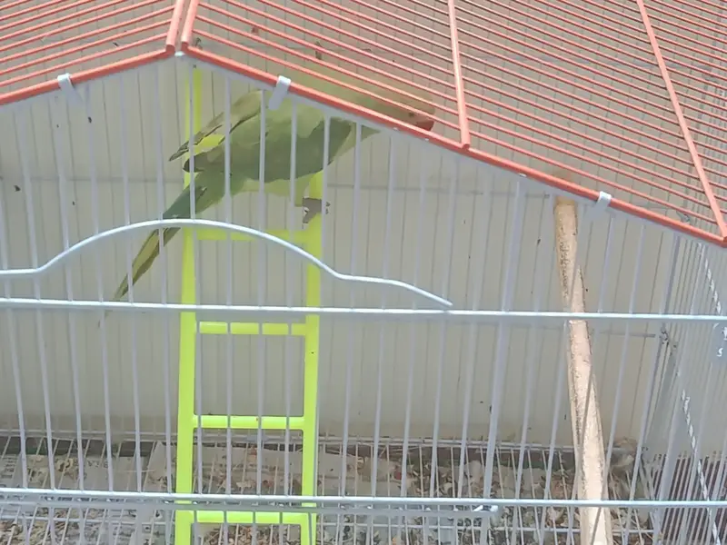 Green Indian Ringneck Parrots Pair with Cage For Sale !!! — photo 4