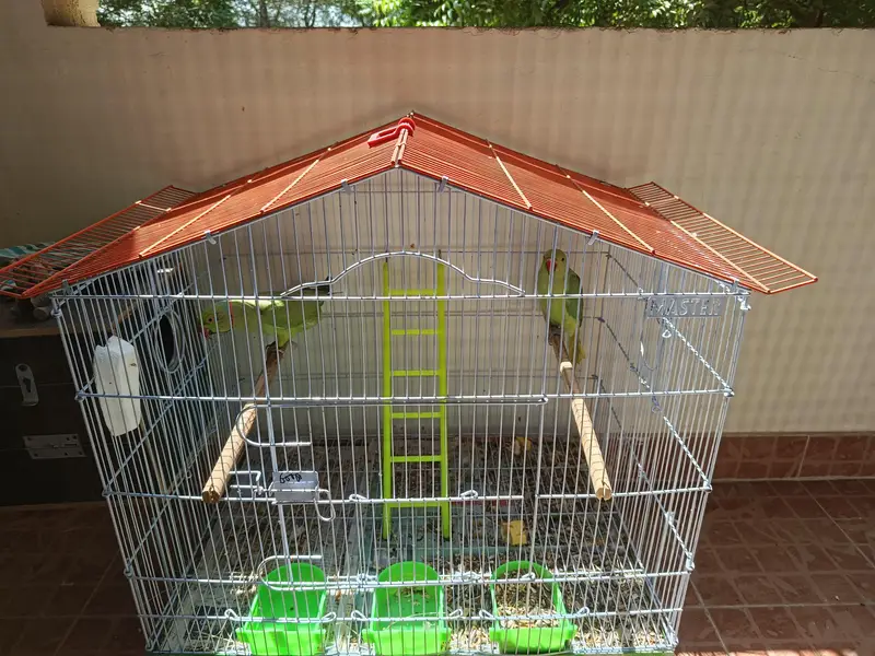 Green Indian Ringneck Parrots Pair with Cage For Sale !!! — photo 5
