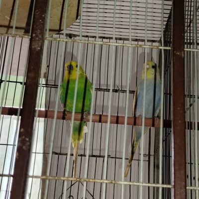 budgies