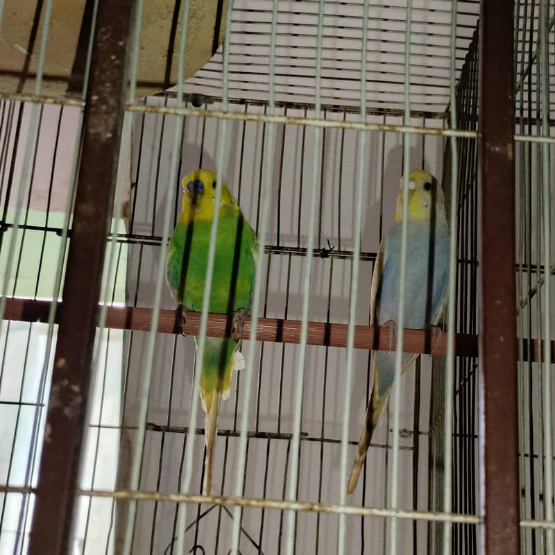budgies 0