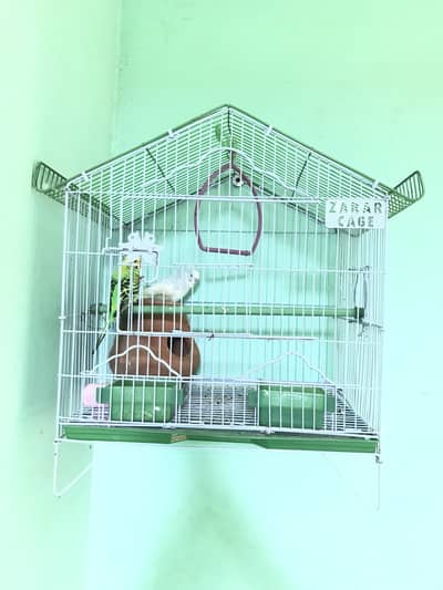 Austilan parrots breder pair
