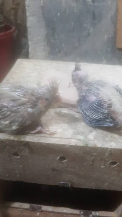 Cockatiel chicks pair for handtame