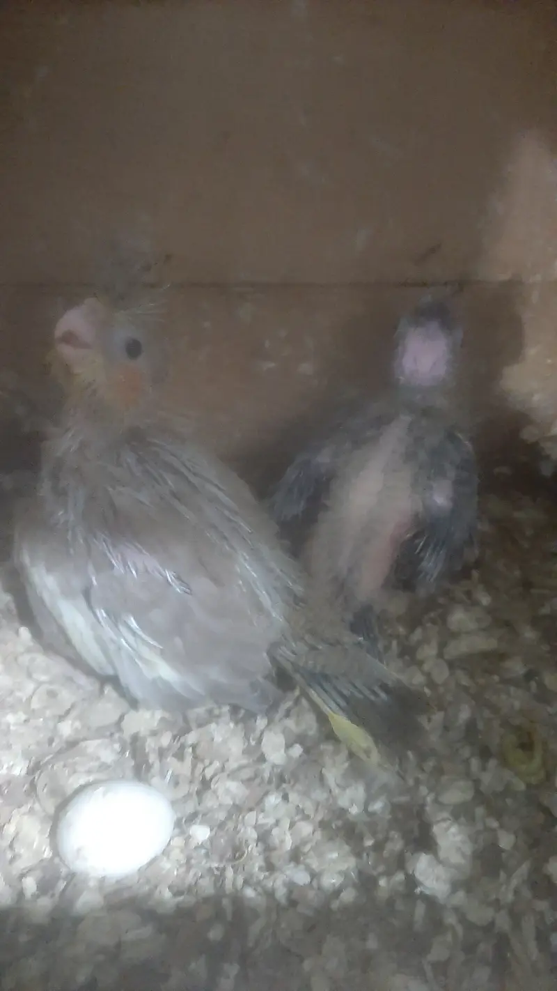 Cockatiel chicks pair for handtame — photo 2