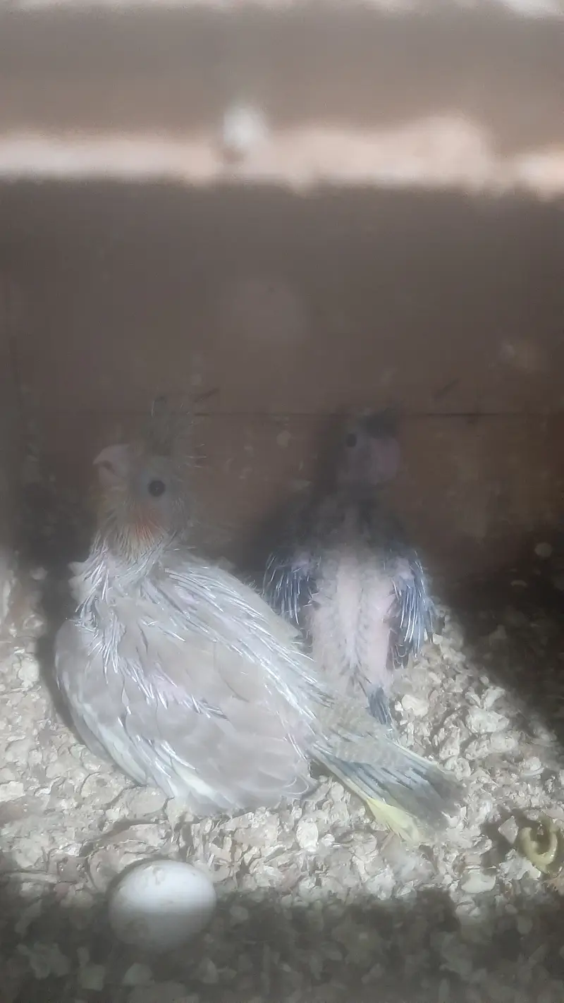 Cockatiel chicks pair for handtame — photo 3