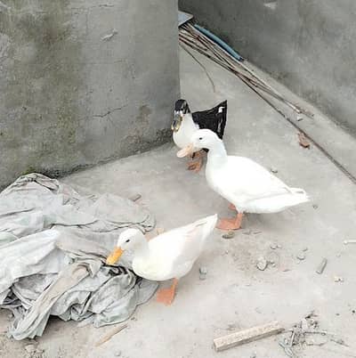 Ducks available