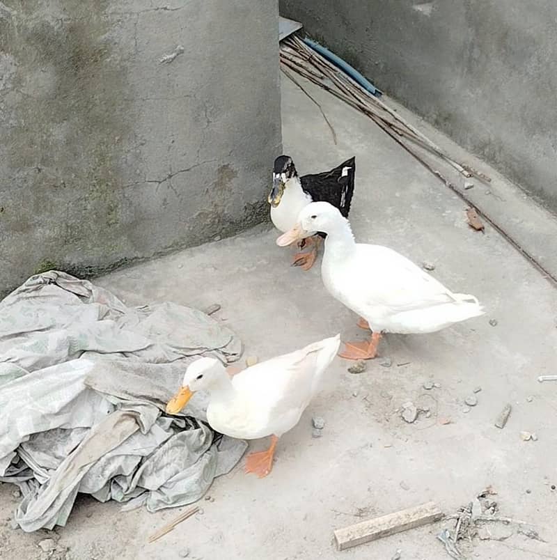 Ducks available 0