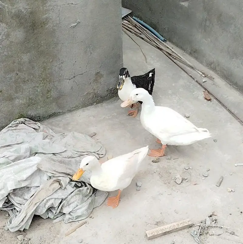 Ducks available