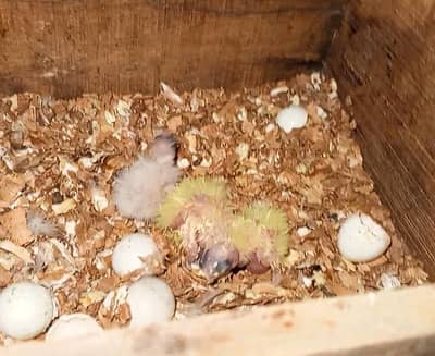Cocktail Chick's For Sale