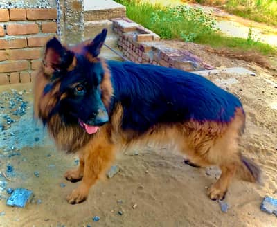 Pure bread long coat German sheperd Dog for sale