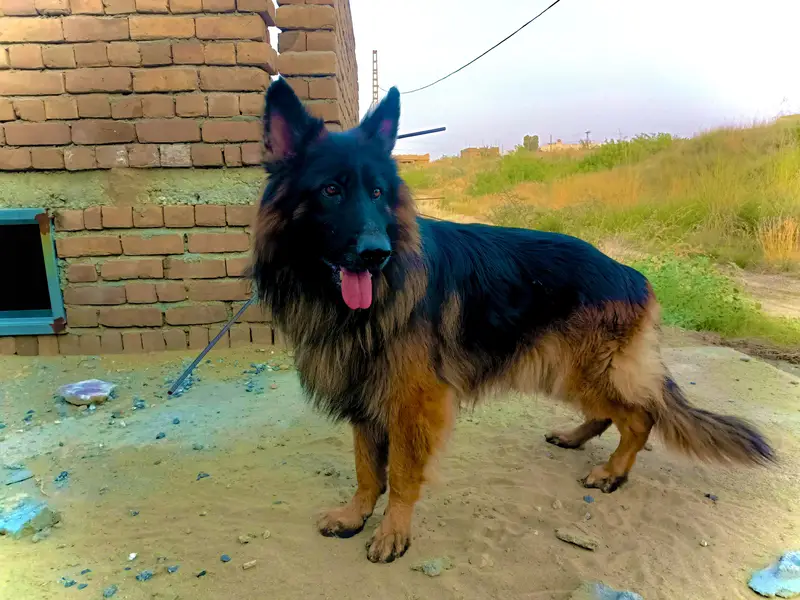 Pure bread long coat German sheperd Dog for sale — photo 2