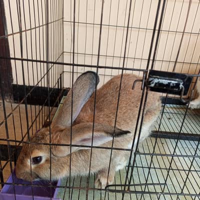 premium breading rabbits pair |Brown male+white female|NZw & lop type|