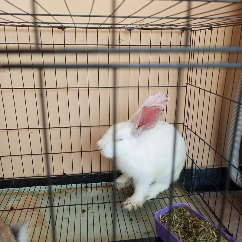 premium breading rabbits pair |Brown male+white female|NZw & lop type| — photo 2