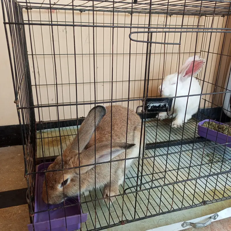 premium breading rabbits pair |Brown male+white female|NZw & lop type| — photo 3