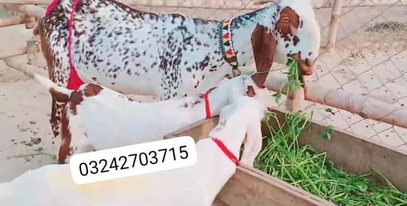 3 Bacchon Ka Sath Makkah chini Bakri For Sale/ O32427O37I5