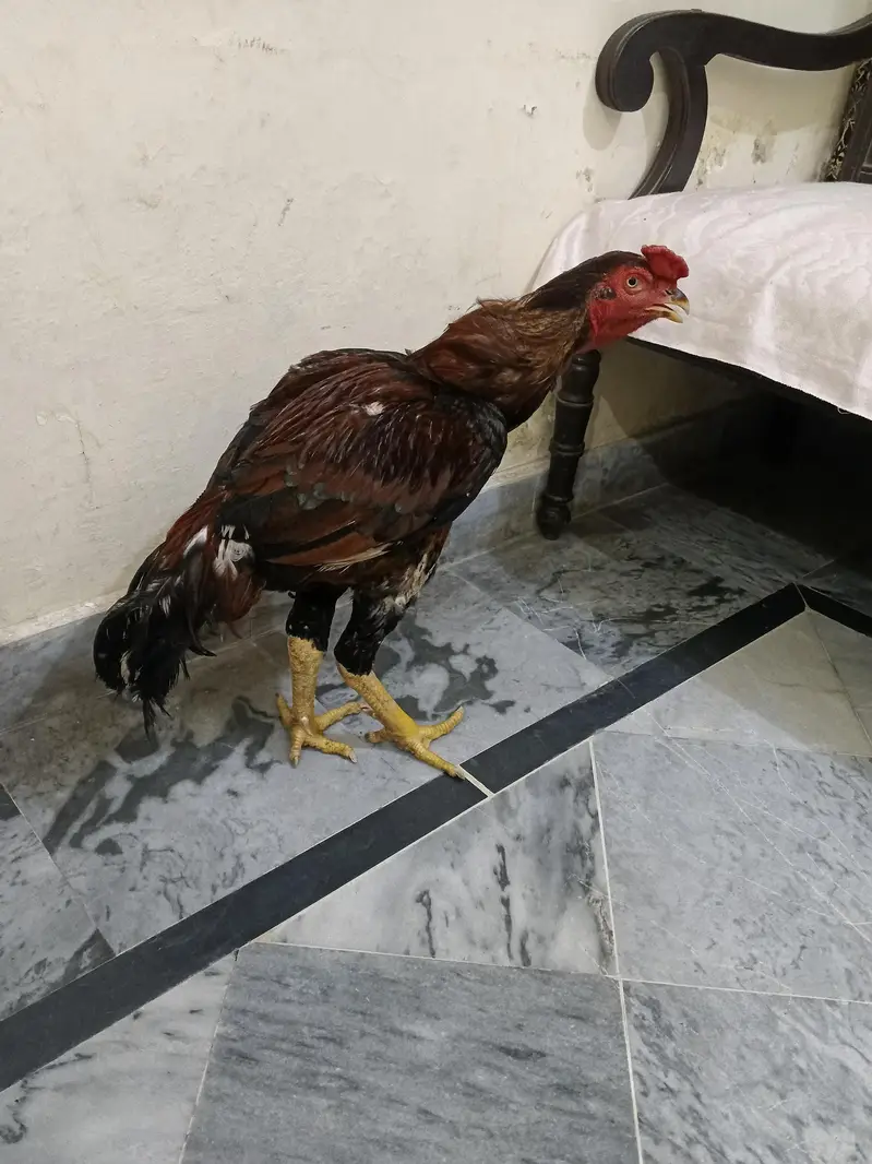 aseel murga — photo 2
