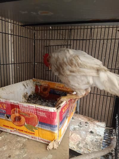 full active chicks hain