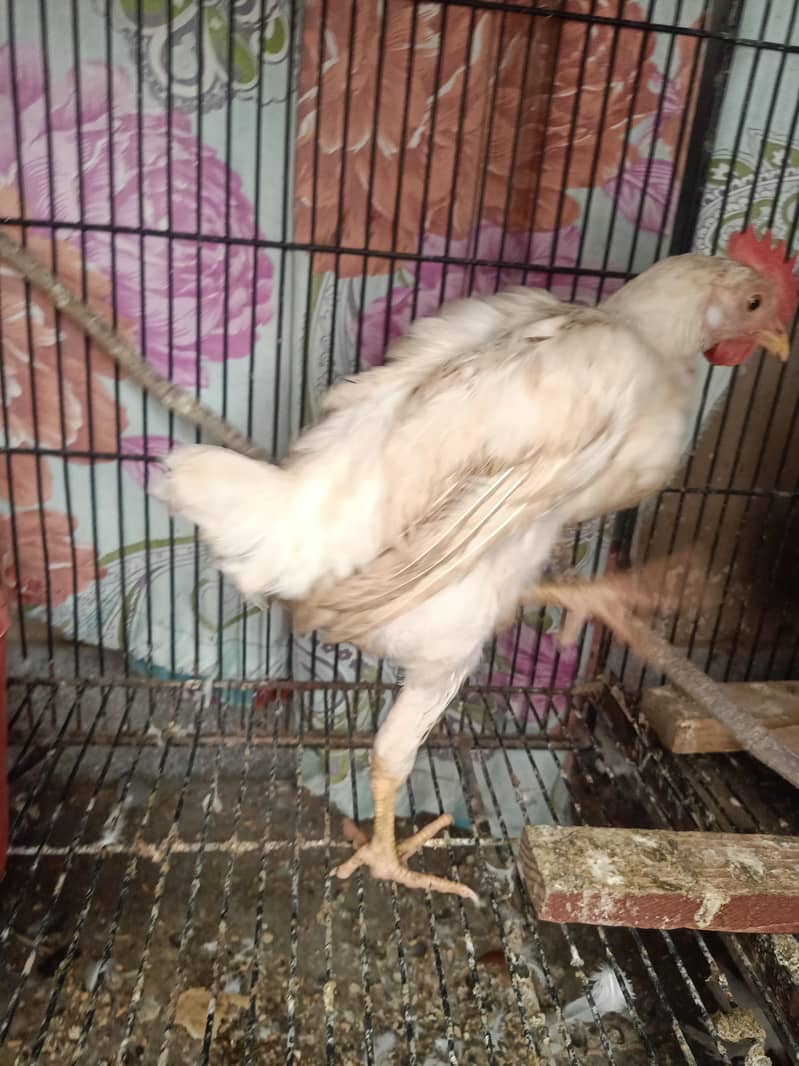 full active chicks hain 2