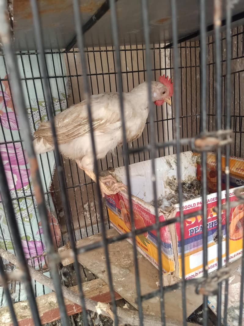 full active chicks hain 3