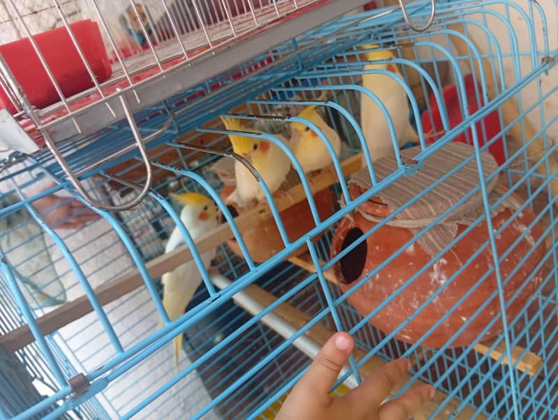 coktale breeder pair 1