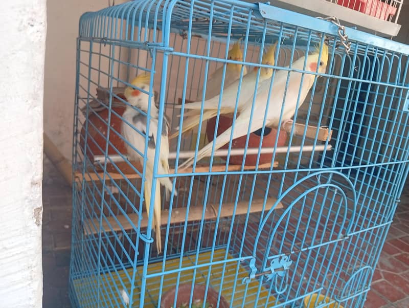 coktale breeder pair 2