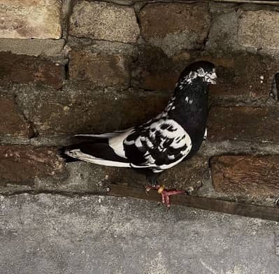 Pigeons aseel kabotar fancy hens birds