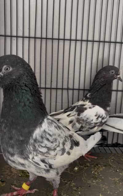 Pigeons aseel kabotar fancy hens birds