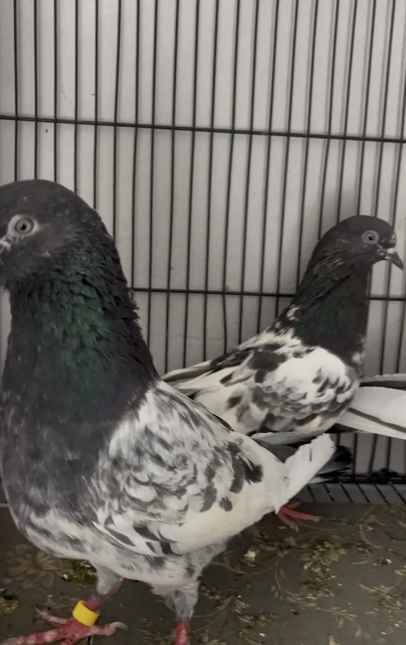Pigeons aseel kabotar fancy hens birds — photo 2