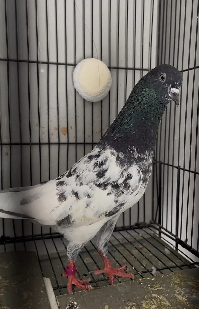 Pigeons aseel kabotar fancy hens birds — photo 3