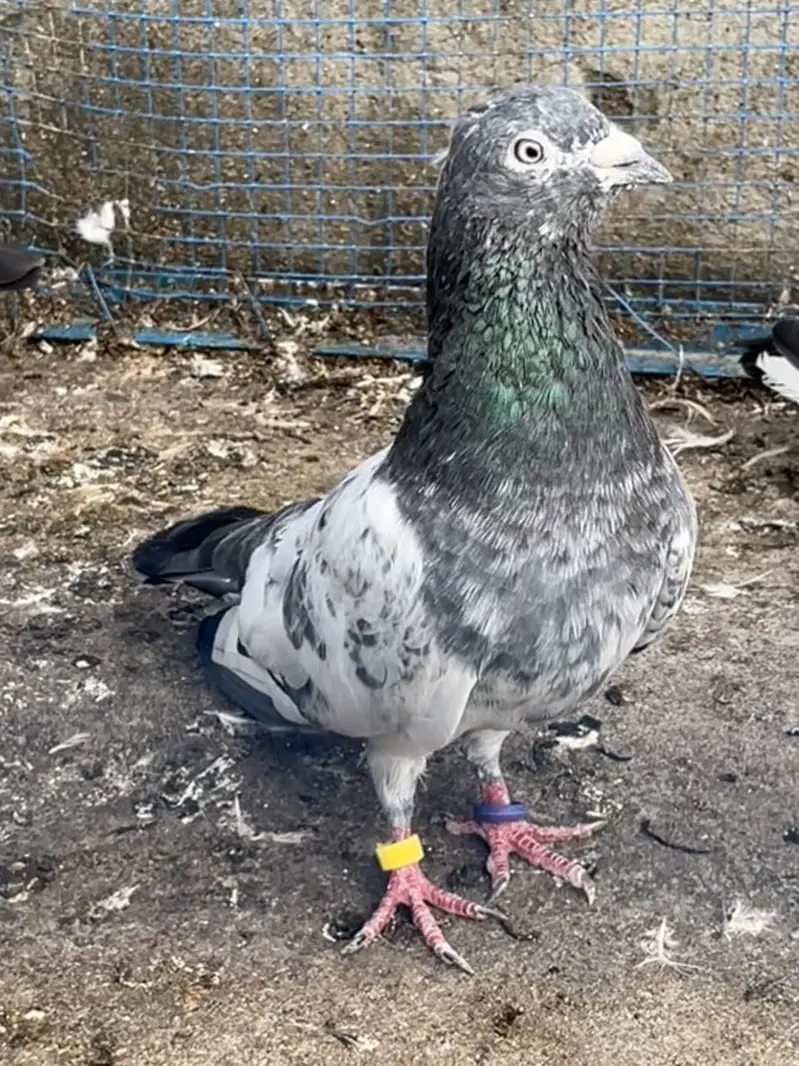 Pigeons aseel kabotar fancy hens birds — photo 4