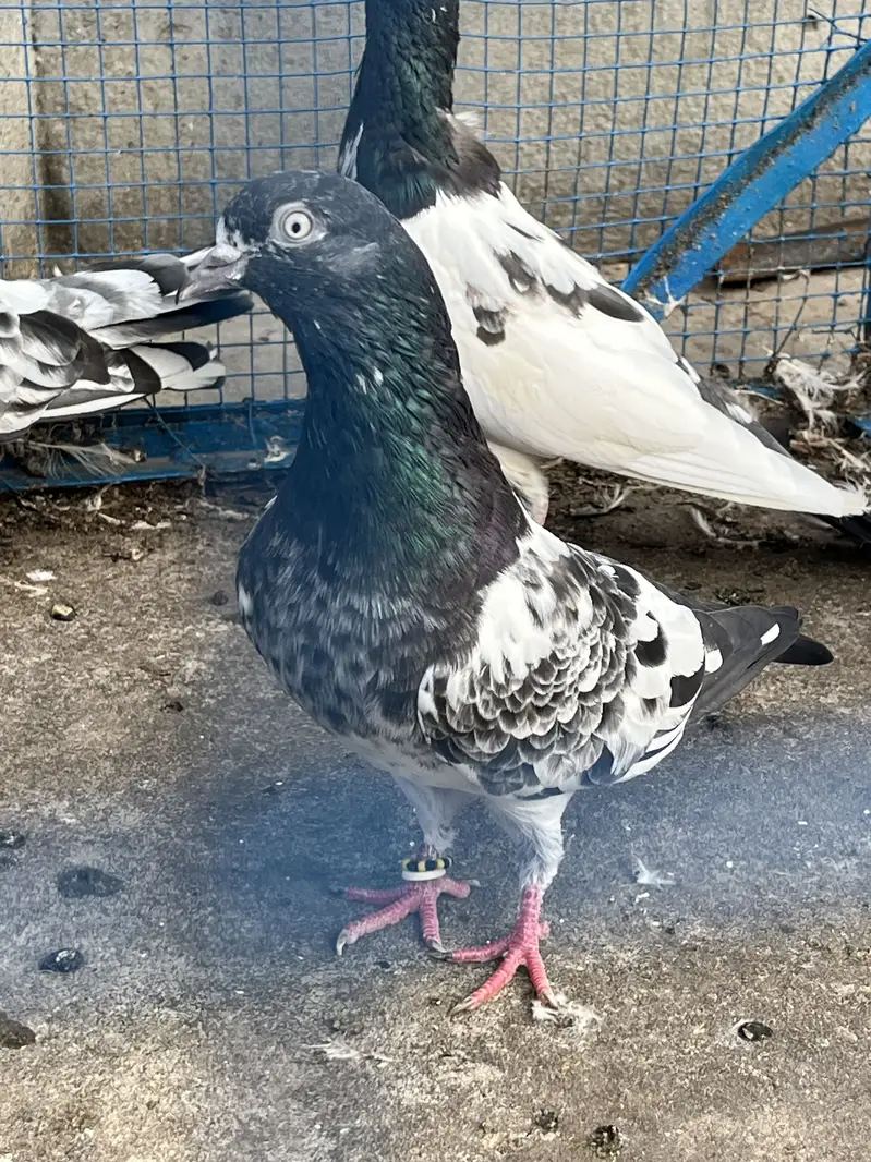 Pigeons aseel kabotar fancy hens birds — photo 6