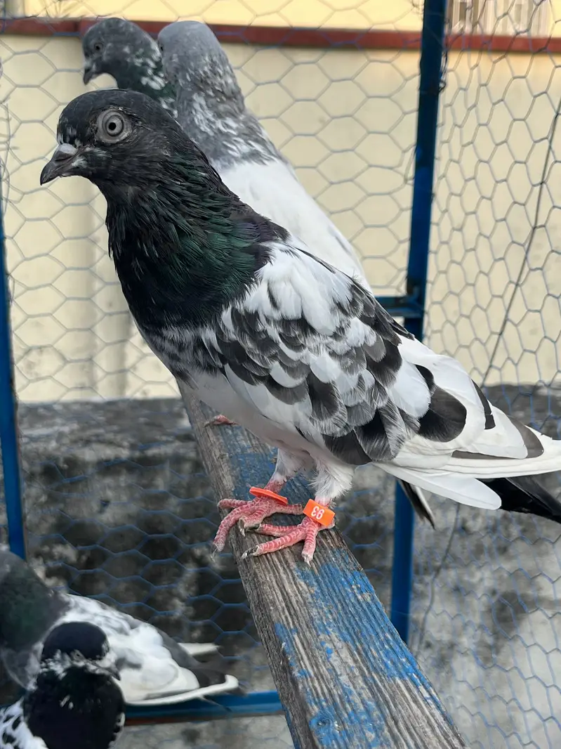 Pigeons aseel kabotar fancy hens birds — photo 7