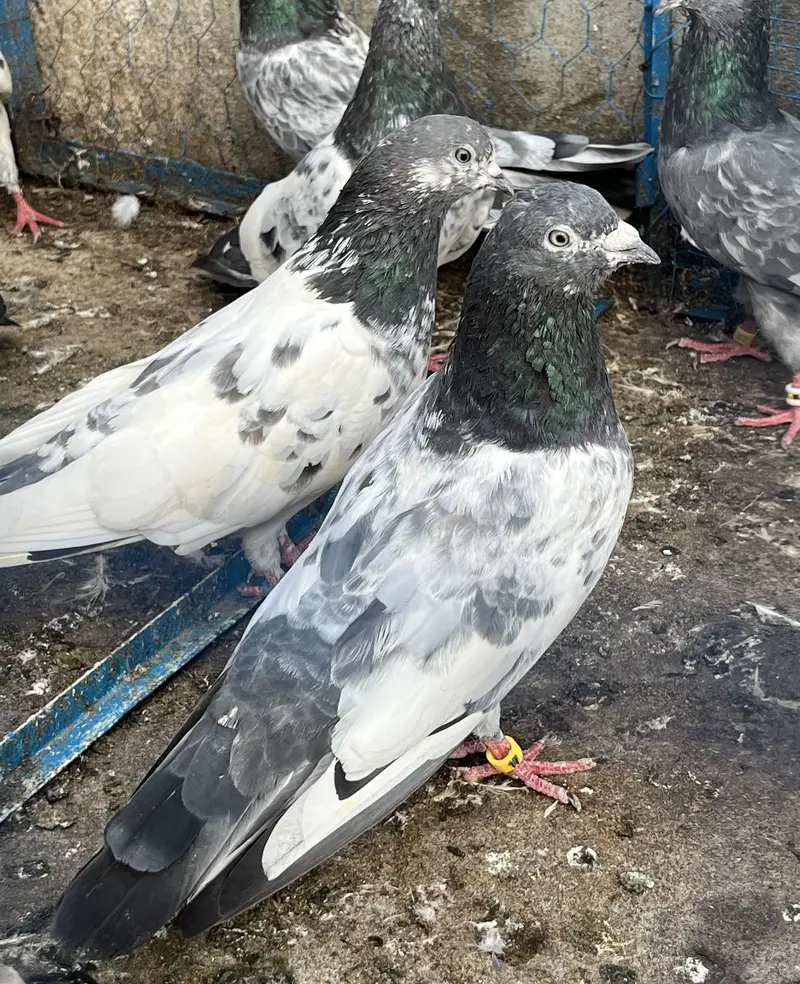Pigeons aseel kabotar fancy hens birds — photo 8