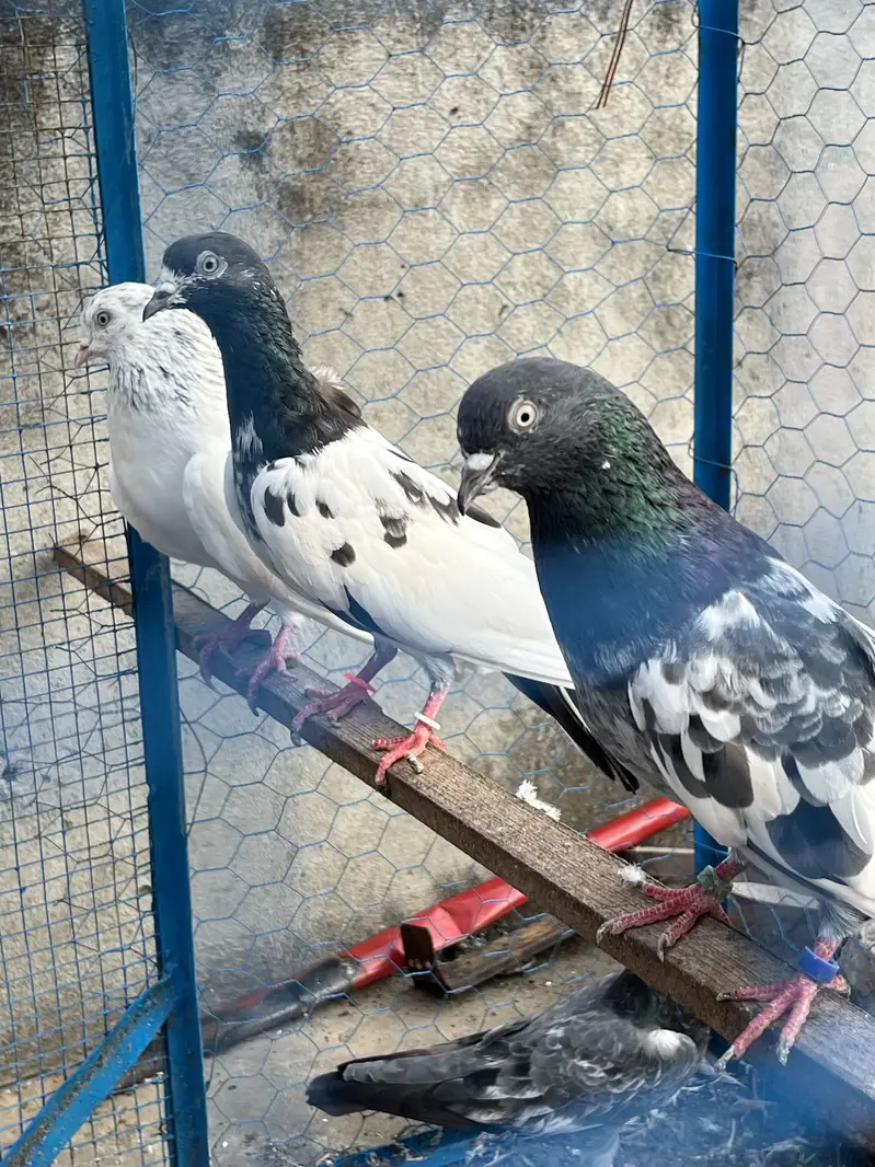 Pigeons aseel kabotar fancy hens birds — photo 9