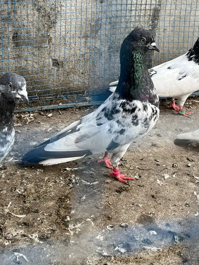 Pigeons aseel kabotar fancy hens birds — photo 10