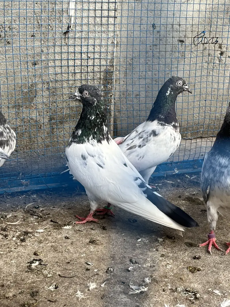 Pigeons aseel kabotar fancy hens birds — photo 11