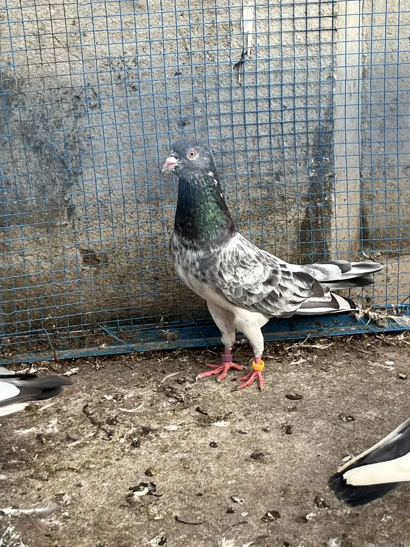 Pigeons aseel kabotar fancy hens birds — photo 12