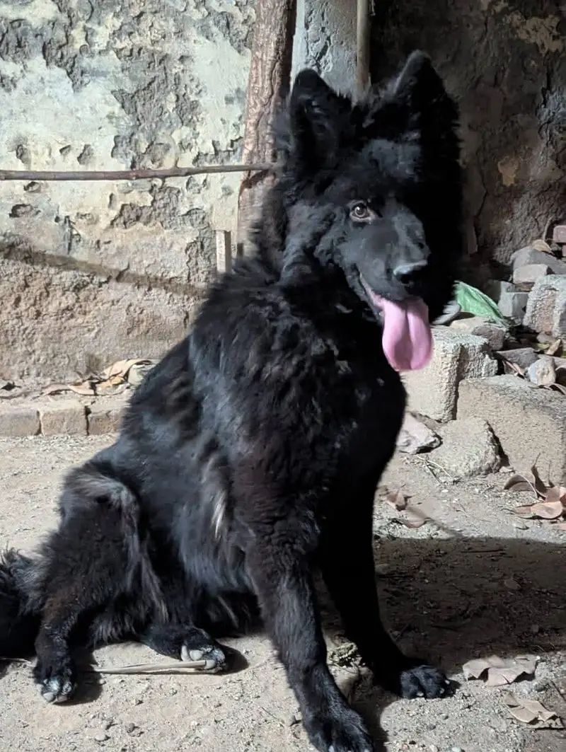 German shepherd female — photo 2